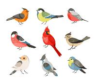 STEM- HS Ornithology Club 2023-24 (EN)