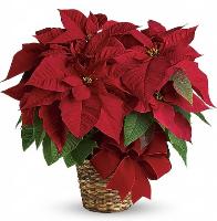 LHS FFA Poinsettia Fundraiser (TS)