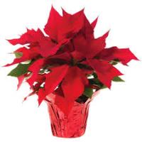 MHS Band Poinsettia Sale